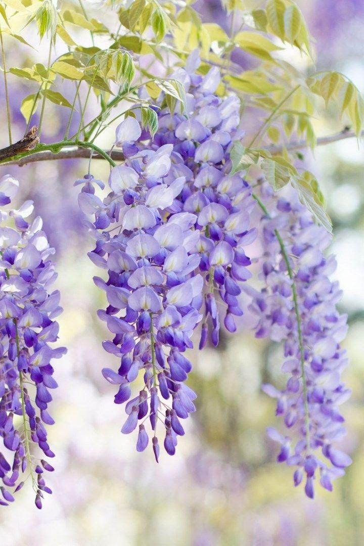 Harmony in Bloom Fragrant Collection