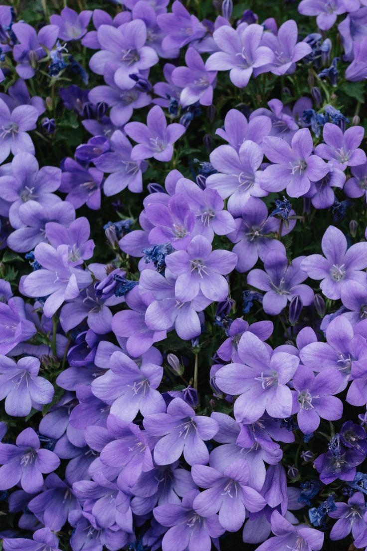 Gentle Embrace of Pastel Flora